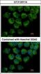 Cytoplasmic dynein 1 light intermediate chain 1 antibody, GTX120114, GeneTex, Immunocytochemistry image 