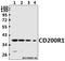 CD200 Receptor 1 antibody, A03707-1, Boster Biological Technology, Western Blot image 