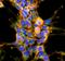 Dibromotyrosine antibody, NBP2-59350, Novus Biologicals, Immunofluorescence image 