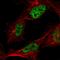Chromatin Target Of PRMT1 antibody, HPA030540, Atlas Antibodies, Immunofluorescence image 