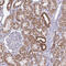 NADH:Ubiquinone Oxidoreductase Subunit A7 antibody, HPA059251, Atlas Antibodies, Immunohistochemistry frozen image 