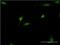 Deformed epidermal autoregulatory factor 1 homolog antibody, MA5-21070, Invitrogen Antibodies, Immunofluorescence image 