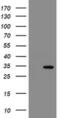 Src-like-adapter 2 antibody, MA5-26059, Invitrogen Antibodies, Western Blot image 