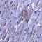Solute Carrier Family 27 Member 6 antibody, GTX31878, GeneTex, Immunohistochemistry paraffin image 