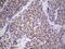 Ret Proto-Oncogene antibody, LS-C790698, Lifespan Biosciences, Immunohistochemistry frozen image 