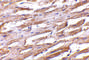 Unc-93B1 antibody, 4553, ProSci, Immunohistochemistry paraffin image 