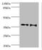 Dual specificity mitogen-activated protein kinase kinase 6 antibody, A50358-100, Epigentek, Western Blot image 