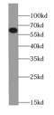 Cell Division Cycle 7 antibody, FNab01538, FineTest, Western Blot image 