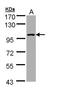 Semaphorin-4A antibody, PA5-28994, Invitrogen Antibodies, Western Blot image 