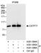 Cleavage Stimulation Factor Subunit 3 antibody, A301-095A, Bethyl Labs, Immunoprecipitation image 
