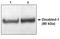 Disabled homolog 1 antibody, AP05070PU-N, Origene, Western Blot image 