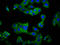 Killer Cell Immunoglobulin Like Receptor, Two Ig Domains And Short Cytoplasmic Tail 5 antibody, LS-C680721, Lifespan Biosciences, Immunofluorescence image 