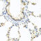 Death Effector Domain Containing antibody, abx004448, Abbexa, Western Blot image 