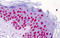 Histone Cluster 4 H4 antibody, MBS246609, MyBioSource, Immunohistochemistry paraffin image 