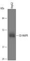 Mannose-6-Phosphate Receptor, Cation Dependent antibody, AF5320, R&D Systems, Western Blot image 