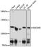 DNA repair and recombination protein RAD54B antibody, 16-491, ProSci, Western Blot image 