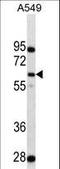 3-Phosphoinositide Dependent Protein Kinase 1 antibody, LS-C163499, Lifespan Biosciences, Western Blot image 