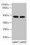 Acyl-CoA Dehydrogenase Long Chain antibody, CSB-PA001125LA01HU, Cusabio, Western Blot image 