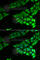 Psat antibody, A6707, ABclonal Technology, Immunofluorescence image 
