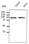 Calnexin antibody, LS-B9772, Lifespan Biosciences, Western Blot image 