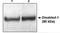 Disabled homolog 1 antibody, orb108659, Biorbyt, Western Blot image 