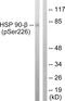 HSP90 antibody, PA5-38861, Invitrogen Antibodies, Western Blot image 