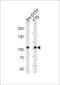 Cadherin 8 antibody, 57-427, ProSci, Western Blot image 