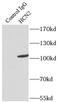 Potassium/sodium hyperpolarization-activated cyclic nucleotide-gated channel 2 antibody, FNab03788, FineTest, Immunoprecipitation image 