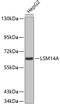 LSM14A MRNA Processing Body Assembly Factor antibody, 19-058, ProSci, Western Blot image 