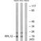 Ribosomal Protein L12 antibody, A07613, Boster Biological Technology, Western Blot image 
