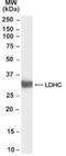 Lactate Dehydrogenase C antibody, NB100-68159, Novus Biologicals, Western Blot image 
