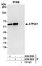 ATP Synthase F1 Subunit Alpha antibody, A304-939A, Bethyl Labs, Immunoprecipitation image 