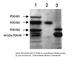 cAMP-specific 3 ,5 -cyclic phosphodiesterase 4B antibody, PD4B-201AP, FabGennix, Western Blot image 