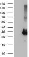 Phenylethanolamine N-Methyltransferase antibody, TA502818, Origene, Western Blot image 