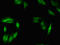 hMSH4 antibody, LS-C395997, Lifespan Biosciences, Immunofluorescence image 