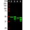 GFAP antibody, NB300-141, Novus Biologicals, Western Blot image 