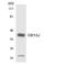 Olfactory Receptor Family 5 Subfamily A Member 2 antibody, LS-C200393, Lifespan Biosciences, Western Blot image 