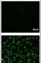 Influenza Virus NS1A Binding Protein antibody, PA5-27885, Invitrogen Antibodies, Immunofluorescence image 