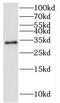 Interleukin-17F antibody, FNab04228, FineTest, Western Blot image 