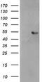 SH2 domain-containing protein 2A antibody, M06232, Boster Biological Technology, Western Blot image 