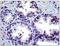 Artemin antibody, AP23948PU-N, Origene, Immunohistochemistry paraffin image 