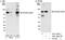 A-Kinase Anchoring Protein 8 Like antibody, A301-365A, Bethyl Labs, Immunoprecipitation image 