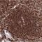 Protein archease antibody, NBP2-30455, Novus Biologicals, Immunohistochemistry frozen image 