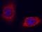 NPC Intracellular Cholesterol Transporter 2 antibody, AF8644, R&D Systems, Immunocytochemistry image 