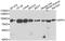 Dipeptidyl Peptidase 3 antibody, PA5-77115, Invitrogen Antibodies, Western Blot image 