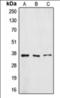 ZFP36 Ring Finger Protein Like 1 antibody, orb360711, Biorbyt, Western Blot image 