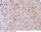 Dopa Decarboxylase antibody, 50799-T56, Sino Biological, Immunohistochemistry frozen image 
