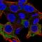 Perforin 1 antibody, HPA037940, Atlas Antibodies, Immunocytochemistry image 