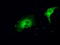 Mitogen-Activated Protein Kinase Kinase 1 antibody, TA500672, Origene, Immunofluorescence image 