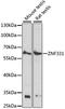 Zinc Finger Protein 331 antibody, LS-C750443, Lifespan Biosciences, Western Blot image 